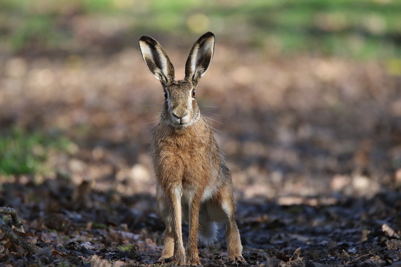The Role of Biodiversity in Eco-Friendly Gardening